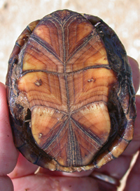 Eastern Mud Turtle